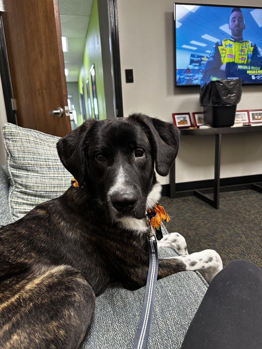bgshelterpets's tweet photo. Charlee, a staff favorite, is still at the shelter and we just don't know how! He was found living in a locked shed before coming to the shelter, but Charlee hasn't let his rough start keep him from loving everyone he meets. He's a gentle giant with a personality... (1/2) https://t.co/K3hiS9AERZ
