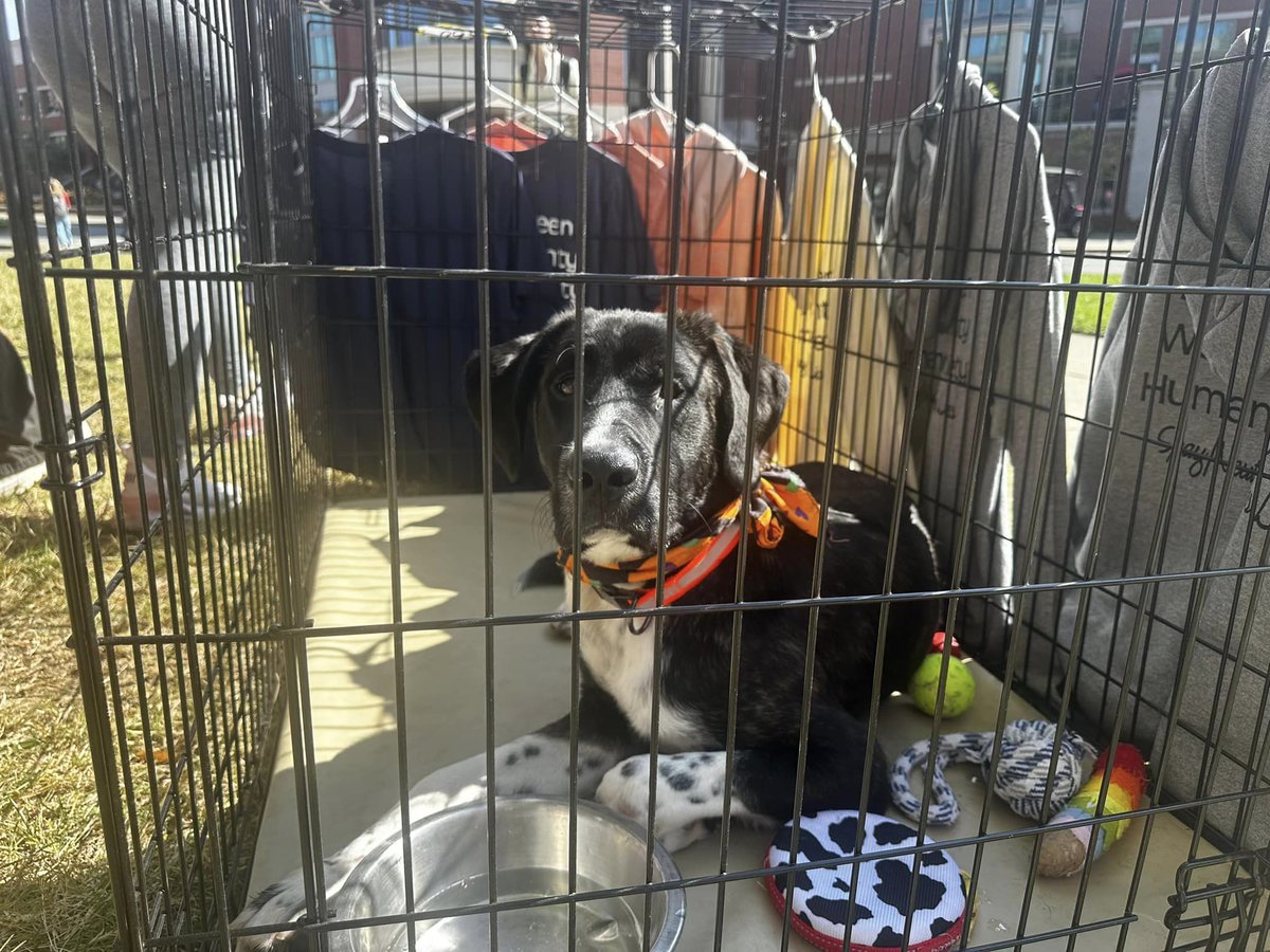 bgshelterpets's tweet photo. Charlee, a staff favorite, is still at the shelter and we just don't know how! He was found living in a locked shed before coming to the shelter, but Charlee hasn't let his rough start keep him from loving everyone he meets. He's a gentle giant with a personality... (1/2) https://t.co/K3hiS9AERZ
