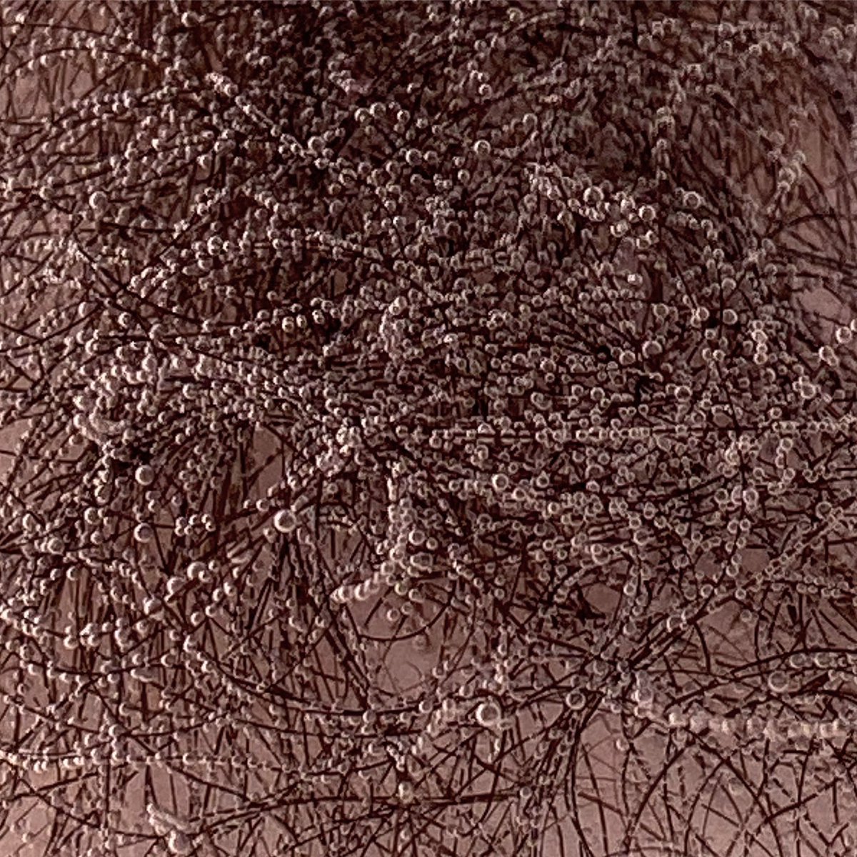 TsBritneyPepp's tweet photo. Guess what this is a picture of. Send guesses with 50 dollar entry fee to my Venmo ;)  @britneypickle https://t.co/EwMxAUfmzW