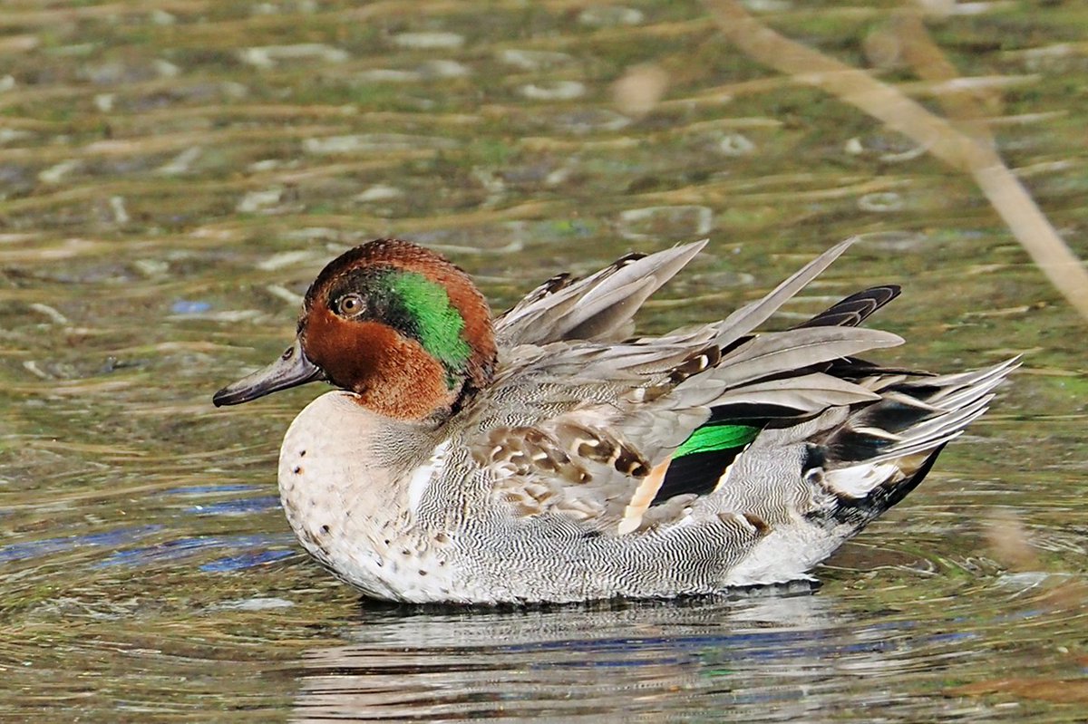 eckholm's tweet photo. How can one bird exhibit so many different striking visual patterns?  Green-winged Teal, Central Park. https://t.co/Ncp80iDNE0
