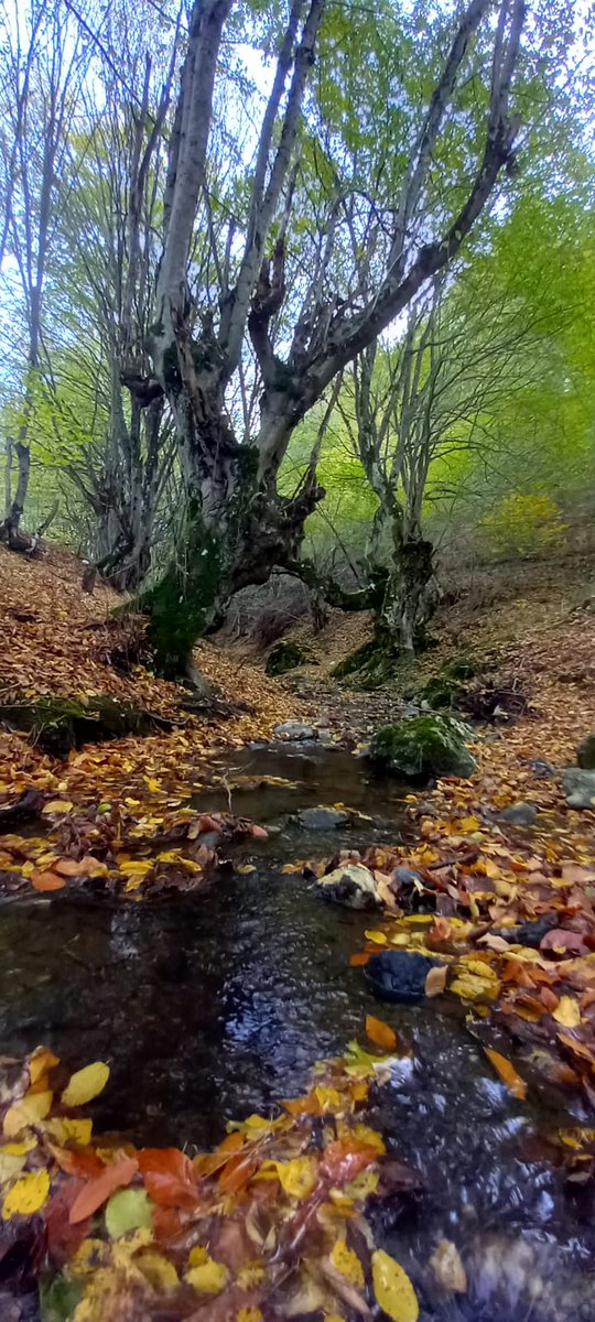 Buralardan bir sonbahar geçmiş...