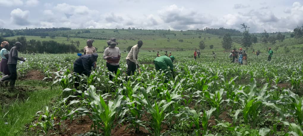 Rukara_Sector's tweet photo. Uyu munsi kuwa 07/11/2023 mu murenge wa Rukara hakomeje igikorwa cyo gutera ifumbire mu buryo bw'umuganda kuri sites zihenzeho ibigori, iki gikorwa cyitabiriwe n'ubuyobozi bw'Umurenge n'inzego z'Umutekano 
@KayonzaDistrict 
@RwandaEast 
@BoscoNyemazi https://t.co/8xOfu7CElX