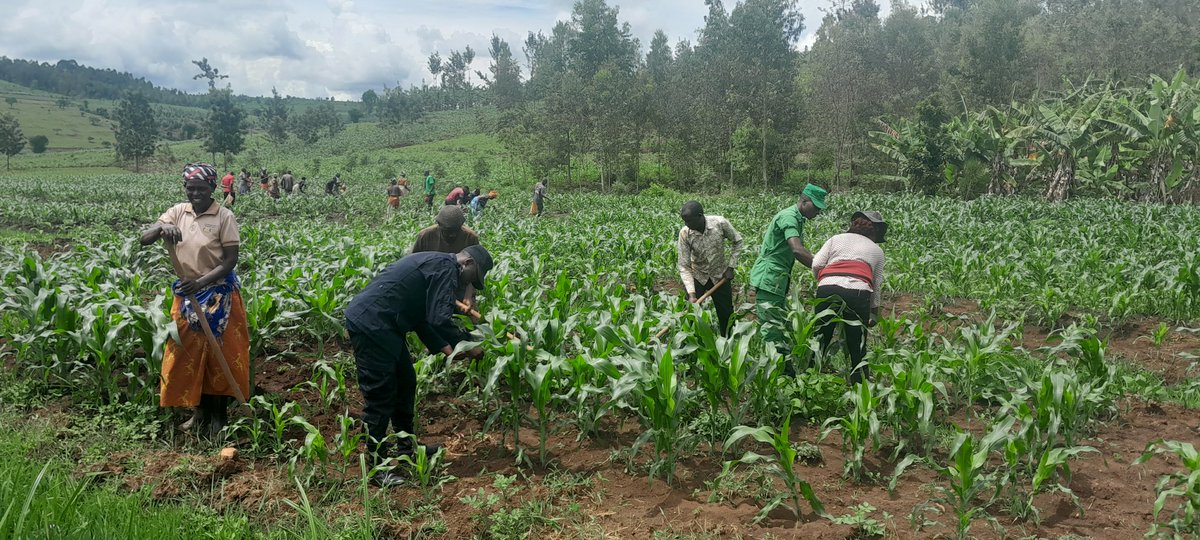 Rukara_Sector's tweet photo. Uyu munsi kuwa 07/11/2023 mu murenge wa Rukara hakomeje igikorwa cyo gutera ifumbire mu buryo bw'umuganda kuri sites zihenzeho ibigori, iki gikorwa cyitabiriwe n'ubuyobozi bw'Umurenge n'inzego z'Umutekano 
@KayonzaDistrict 
@RwandaEast 
@BoscoNyemazi https://t.co/8xOfu7CElX
