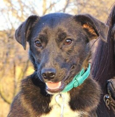 Kleine KERRY sucht Zuhause (Hund) dlvr.it/SyWWYJ