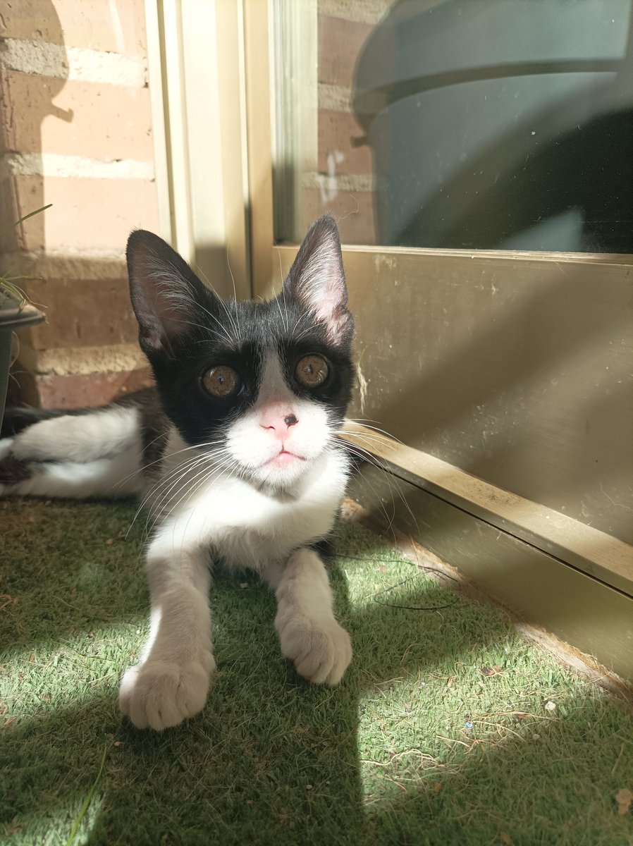 ronarru's tweet image. ¿Os acordáis de Chirimoyo? Se ha recuperado y ahora está así de bonito, pero necesita un hogar... Quien se había ofrecido al final no se lo va quedar y nadie más se ha interesado en él, por favor, yo no puedo más , tiene 3 meses, análisis hechos, lo entrego vacunado y