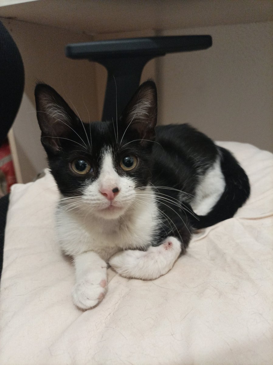 ronarru's tweet image. ¿Os acordáis de Chirimoyo? Se ha recuperado y ahora está así de bonito, pero necesita un hogar... Quien se había ofrecido al final no se lo va quedar y nadie más se ha interesado en él, por favor, yo no puedo más , tiene 3 meses, análisis hechos, lo entrego vacunado y