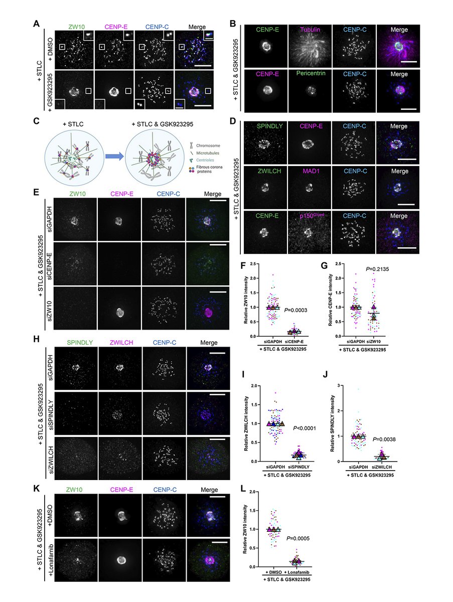 Wu, Kops et al. @UMCUtrecht @oncodeinstitute show that the mitotic #kinesin CENP-E promotes full expansion of the outer layer of the #kinetochore known as the fibrous corona independent of its motor activity. bit.ly/3FLQKtR #CellDivision #mitosis