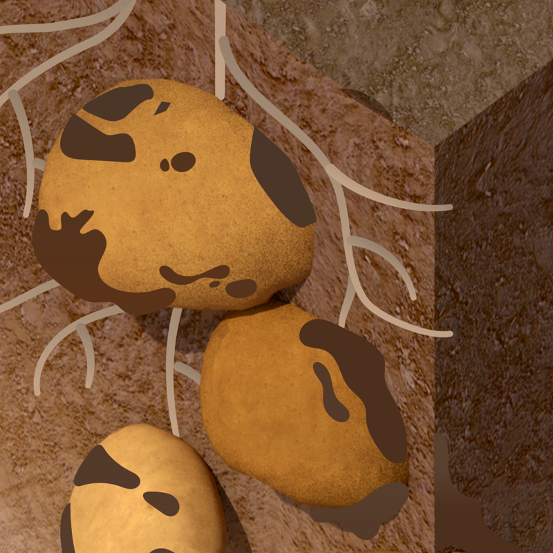 BayerCropProUS's tweet image. Keep #Rhizoctonia, #BlackDot and #Nematodes at bay from day one with #VelumRise. spr.ly/6013uSODV