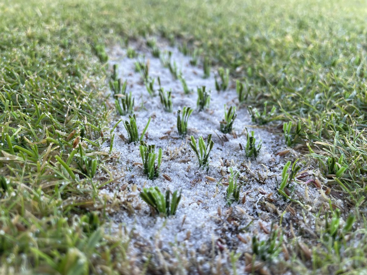 StewartCarbray's tweet photo. An interesting day @Caldwellgolf with course manager Barry along with Alan @SISPitches and @stuDLFSeeds as we looked at the latest trials of stitching tees and all things grass seed. Looking forward to seeing how they perform over the winter period @AgrovistaAMNTY @QualitySeed ⛳️ https://t.co/SWFcZ0NykI