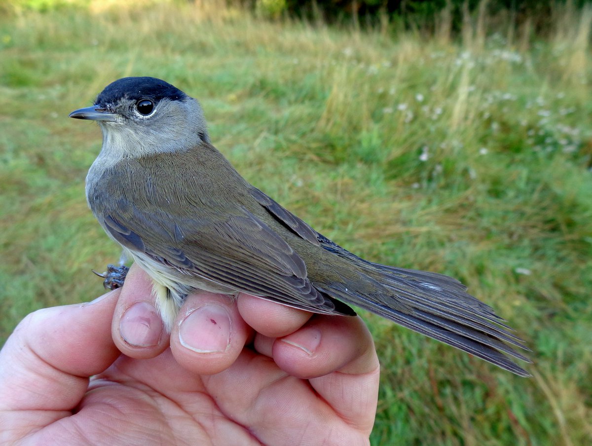 North Wiltshire Ringing Group ringing recovery: Blackcap ringed by us on Salisbury Plain on 20th August 2023, controlled Cruzinha, Faro, Portugal on 28th September 2023. 39 days since ringed, 1653km movement #birdringing #Migration