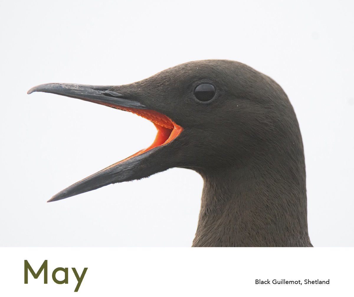 May's calendar highlight: The Black Guillemot. Another species from Shetland. They nest in boulder fields and can often be seen on the sea or the shoreline. They have amazing red feet and gape. Buy the calendar on my website: £15 for this large A3 calendar.