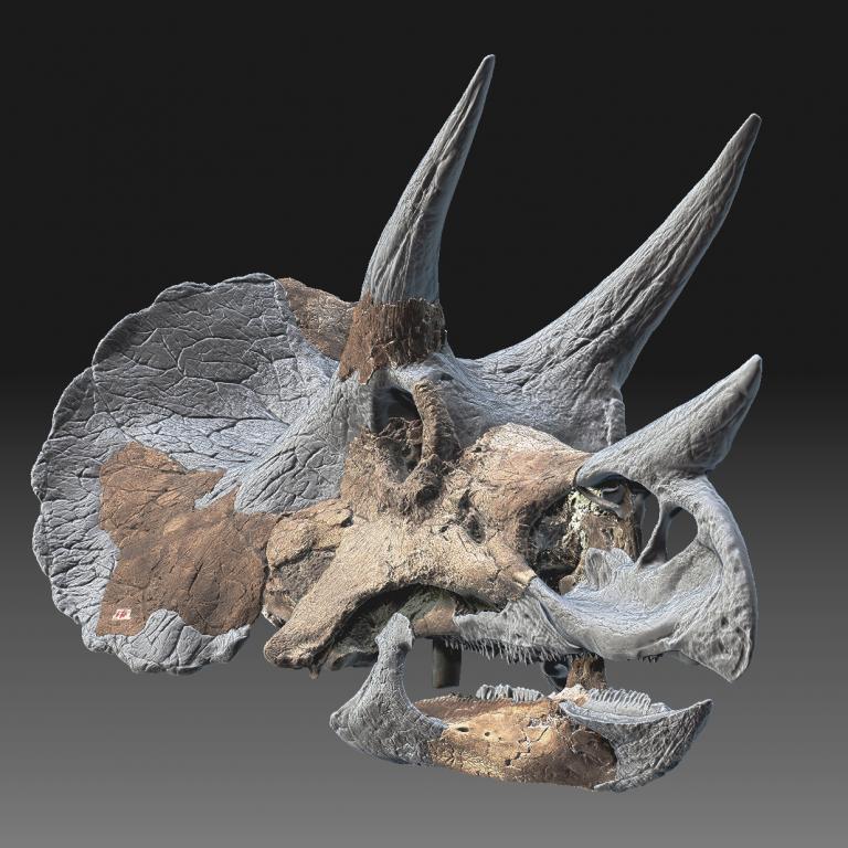 Anyone have any 3D skull scans of Triceratops they might be willing to send me? I already have several, but looking for more. Needed for research. Please PM me. Thx.