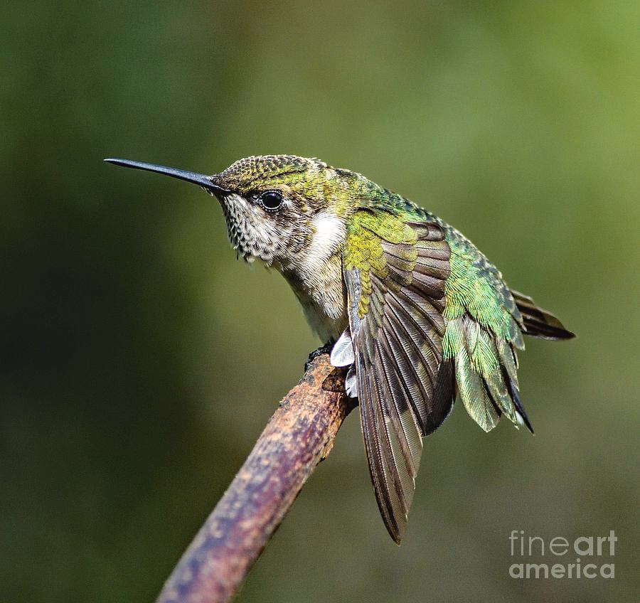 ampomata's tweet photo. "Male, Juvenile Ruby-throated Hummingbird is Very Relaxed". Check out this outstanding photo by Cindy Treger here: https://t.co/5QnXEoqFqw
#photo #hummingbird #insects #nature #bird #rubythroated #art #work #ruby #nectar #sugar #water #hovers #east #berlin #lakemeade #hummers https://t.co/gJv16CXFwX
