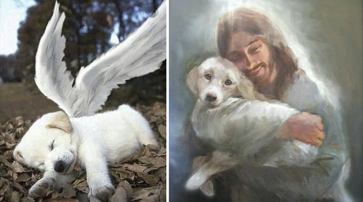 Last Will: The Testament of a Dog directed towards Humans! - You must read this testament of a dog, you will not regret it.❤

A poem entitled 'A Dog’s Last Will &amp; Testament'. 
This poem is from an anonymous and the truth is that we have been very surprised by the sadness it