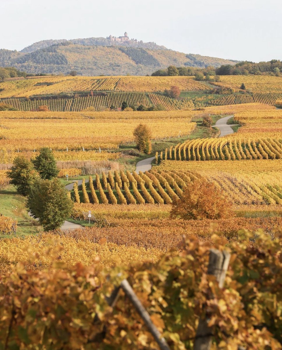 Perks of exploring the #AlsaceWineRoute this time of year: fewer crowds and gorgeous fall foliage. 😍 #TravelTuesday