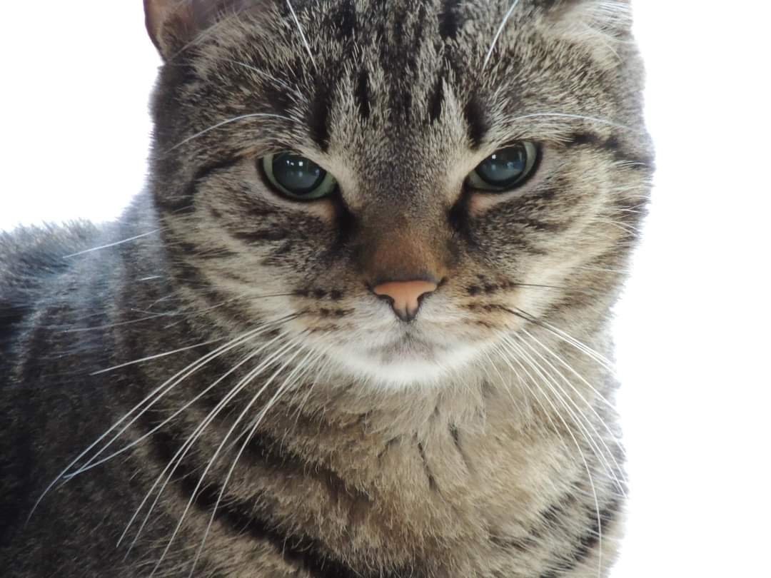 KazimirTV's tweet photo. 15 Jahre mit dir sind nun leider zu Ende.
Lass es dir gut gehen, wo auch immer das sein mag.

Vermisse dich kleine Maus.

Ich weiss, dass es das Beste für dich war. https://t.co/7aQCJMJ4ri