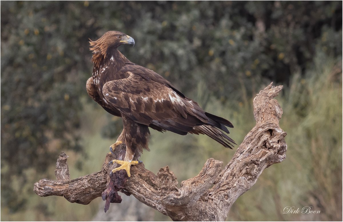 DirkBoon47's tweet photo. #foto van Steenarend en gemaakt in #Extremadura https://t.co/Mo7Q3S4AiH