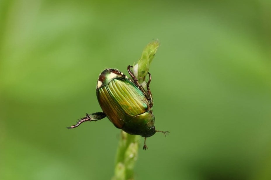 FritillaryLilly's tweet photo. A scene from the jungles of #Ghana. #chafer #bugs #ento #coleoptera #TwitterNatureCommunity https://t.co/hJkHBR1GZr