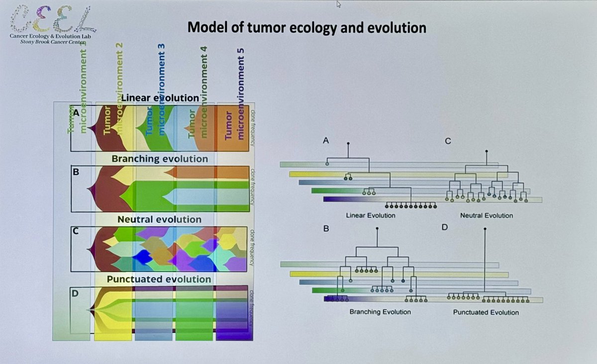 ara_anderson's tweet photo. Opening the afternoon session is collaborator and friend @mehdiDamaghi presenting, Ecology and Evolution of Breast Carcinogenesis #CSBCPSON23 https://t.co/k9nDwBcJCf
