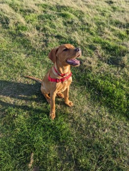 millypod1's tweet photo. 🆘6 NOV 2023 #Lost RALF #ScanMe
YOUNG Fox Red Labrador Retriever Male
Spooked By Fireworks.
#Hothfield near #Ashford #Kent #TN26 https://t.co/nFrtfN3u2a https://t.co/v7Fj5iirPs