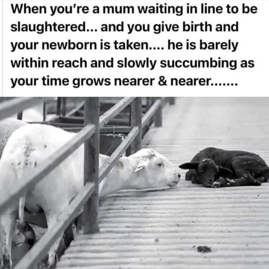 SerraoMarcus's tweet photo. Really, where is your heart?

go vegan. help in my bio https://t.co/qaCrNOIO2d