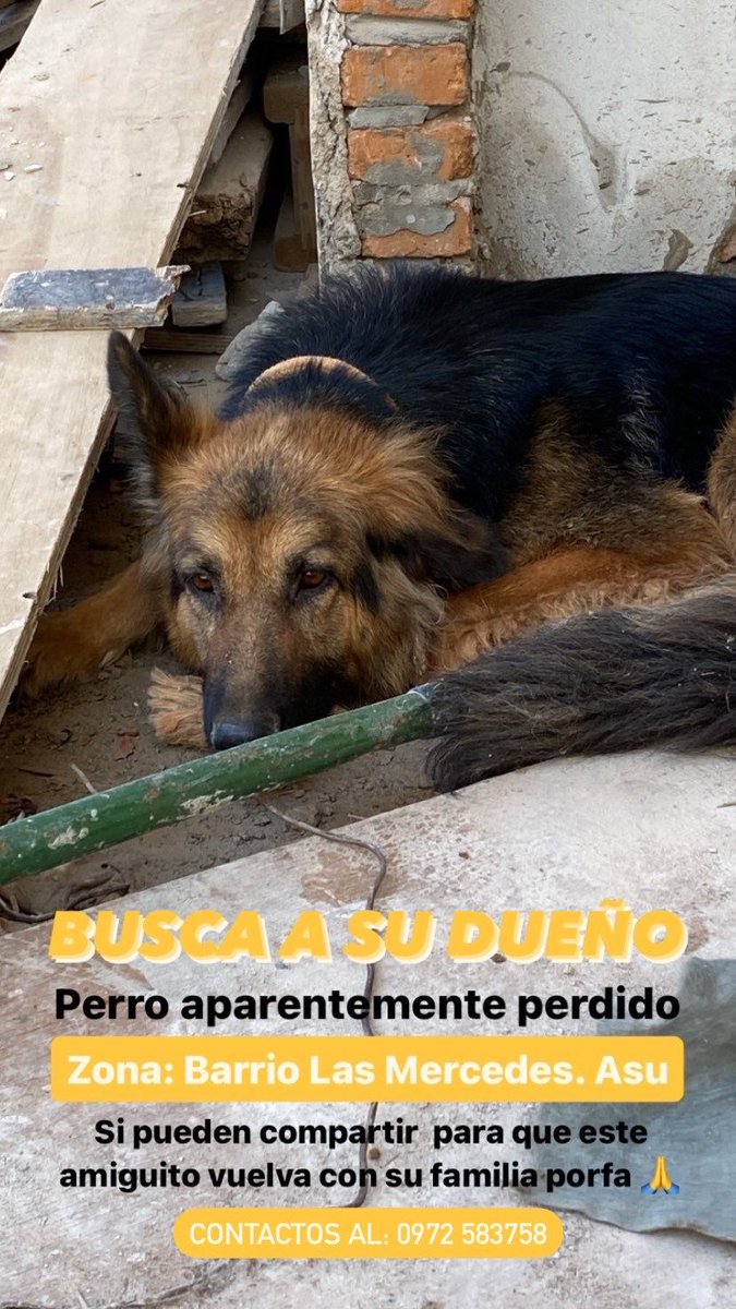 clau_gontez's tweet photo. Me ayudan compartiendo porfa! Está en Barrio Las Mercedes de Asunción, en una obra en construcción. Lastimosamente no podemos tenerle  por mucho tiempo por la obra, está muy asustada y no quiere comer ni tomar agua por lo que estamos bastante preocupados. https://t.co/WUIuM5Exzn
