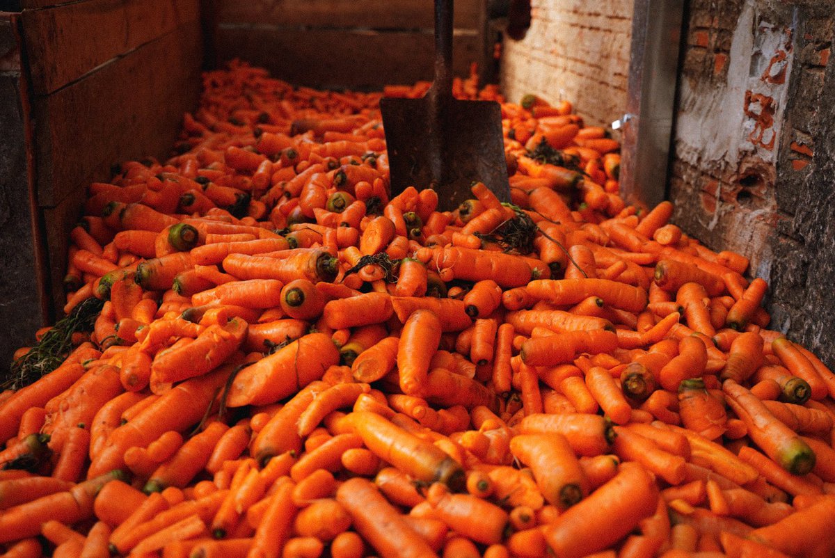 En Tomás Romero Pereira, departamento de Itapúa, se desechan diariamente alrededor de 15.000 kg de zanahoria en buen estado. El equipo de Mr. Carrot, uno de los dos ganadores de Moirū, el Desafío Comunitario de Innovación Social en #Itapúa, está desarrollando una idea para paliar