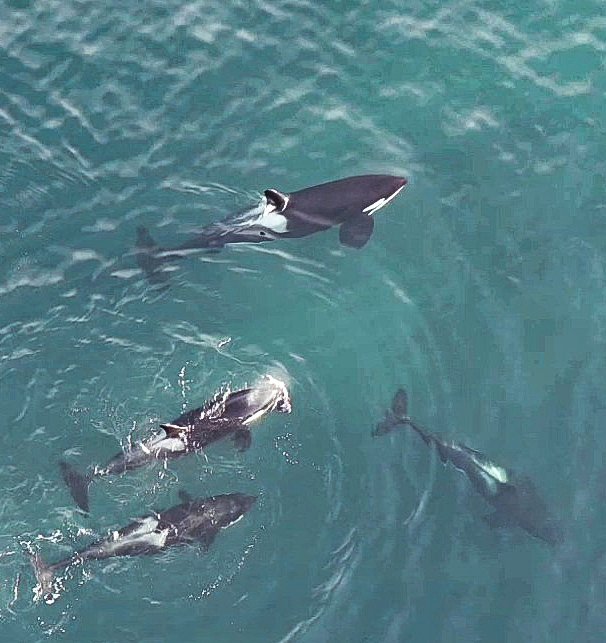 Had a 'Whale' of a time today, following the 27's down the East Coast of #Shetland here are some drone video stills from today. @Seasaver @TMMC @ORCA_web @TheOrcaProject @PromoteShetland @NLFerries