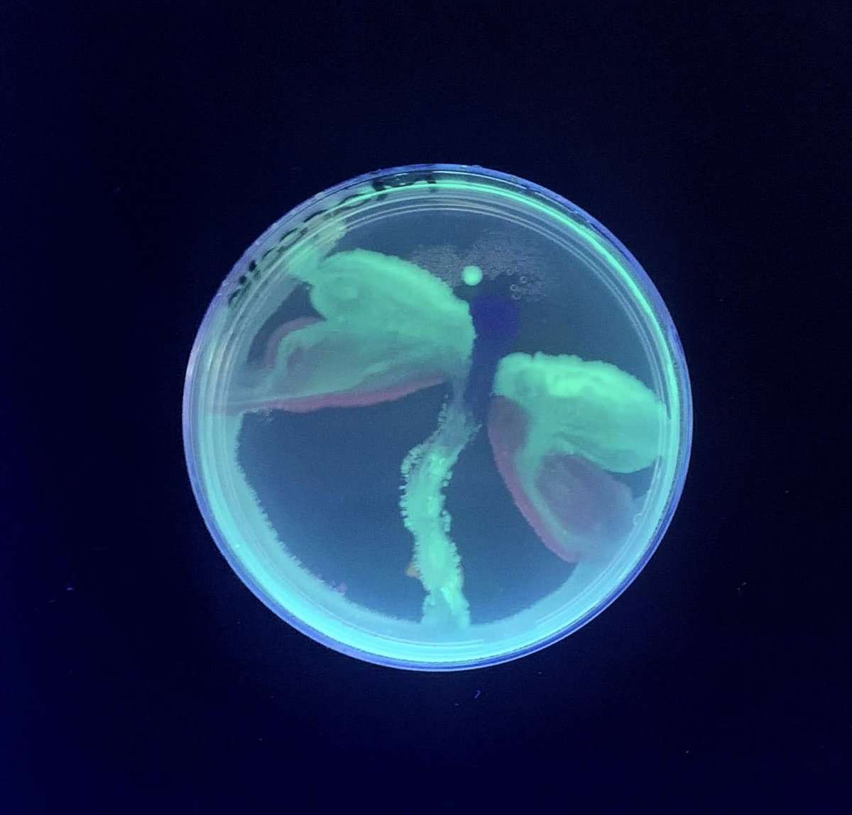 Aminobiolab's tweet image. The creations from the #agarart workshop at the Alberta Teacher Association Science Council Conference #ATASC2023 are ready! 🌟 Hats off to our talented #scienceteachers! 🙌 

📸 album: amino.bio/pages/atasc-20…  

@ATASciCouncil #STEM