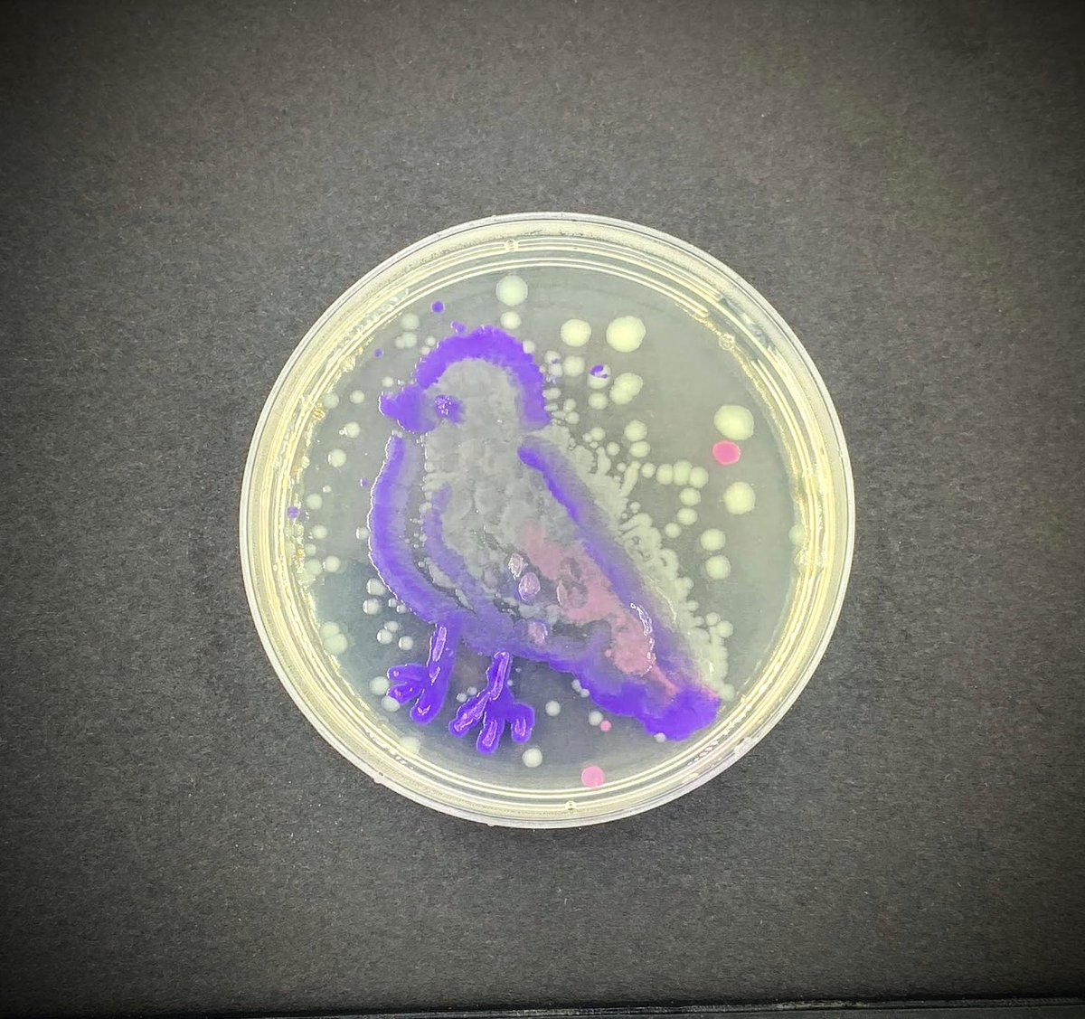 Aminobiolab's tweet image. The creations from the #agarart workshop at the Alberta Teacher Association Science Council Conference #ATASC2023 are ready! 🌟 Hats off to our talented #scienceteachers! 🙌 

📸 album: amino.bio/pages/atasc-20…  

@ATASciCouncil #STEM