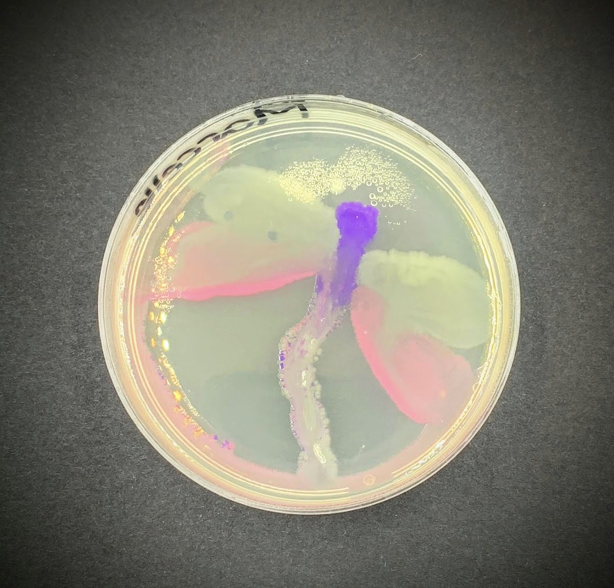 Aminobiolab's tweet image. The creations from the #agarart workshop at the Alberta Teacher Association Science Council Conference #ATASC2023 are ready! 🌟 Hats off to our talented #scienceteachers! 🙌 

📸 album: amino.bio/pages/atasc-20…  

@ATASciCouncil #STEM