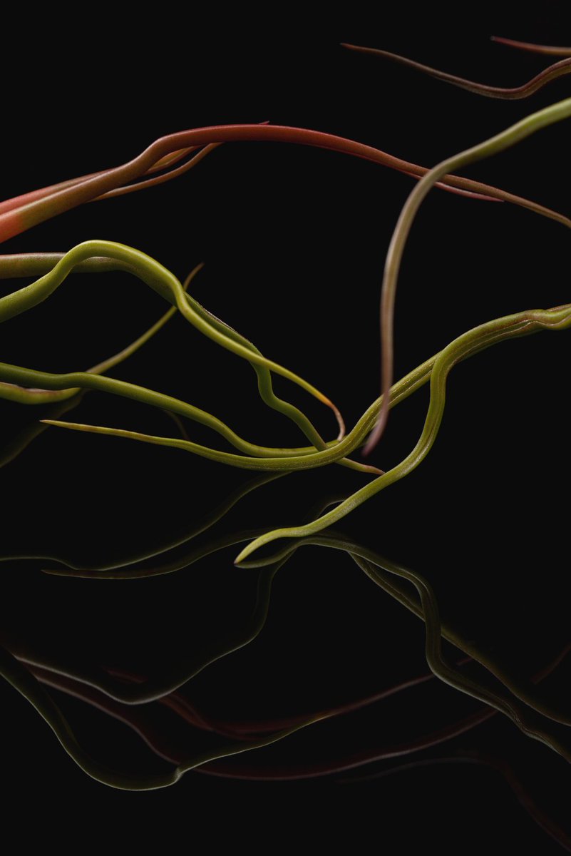 StocksyUnited's tweet image. Introducing New Stocksy Artist Amber Canterbury | Los Angeles, United States | 📸

View Amber's Stocksy portfolio: ow.ly/jr0q50Q4W5c

#Textures #Microscopic #StillLife