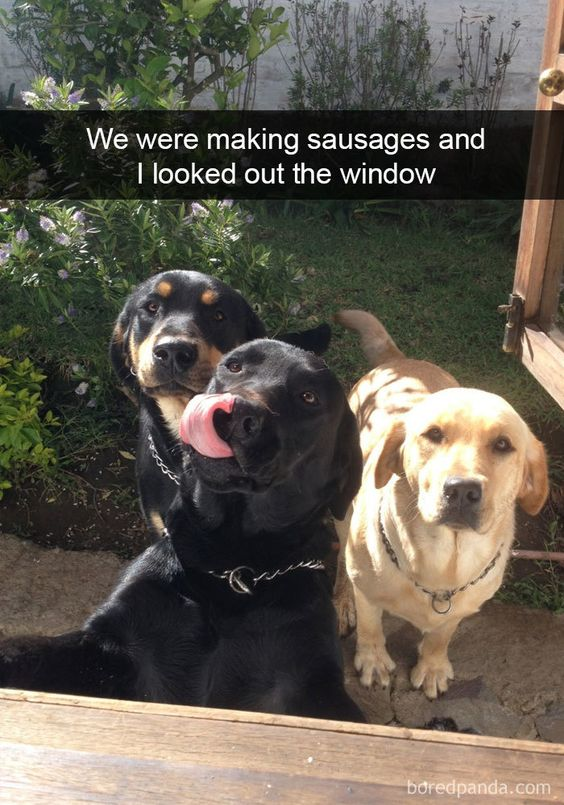 WholesomeMemes (@wholesomememe) on Twitter photo 