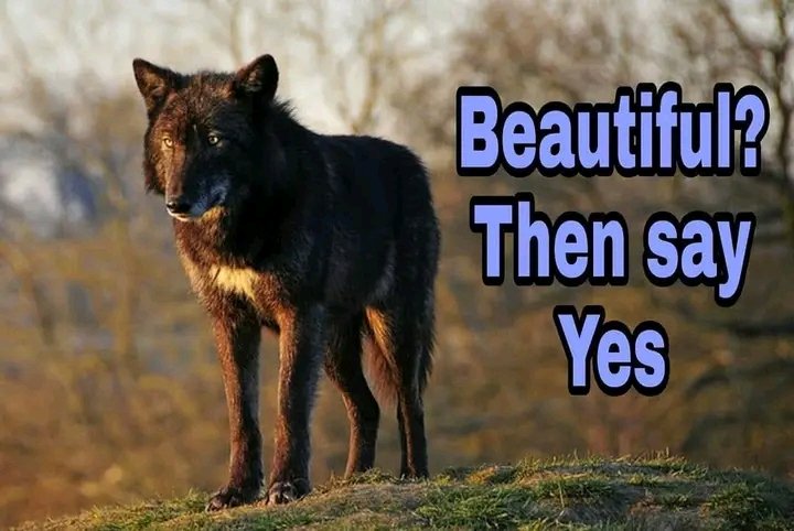 Follow us guys if you love wolf
♥️🐺🐺

#blackwolf #wolf #wolves #wolflover #native #nativewolf #INDIGENOUS #indigenousanimal #american #wolfstar #WOLFHOWLHARMONY #wolfstar #wolfwrenweek #wolfwalkers #Wolfpack #WOLFLO #wolfwoodzine