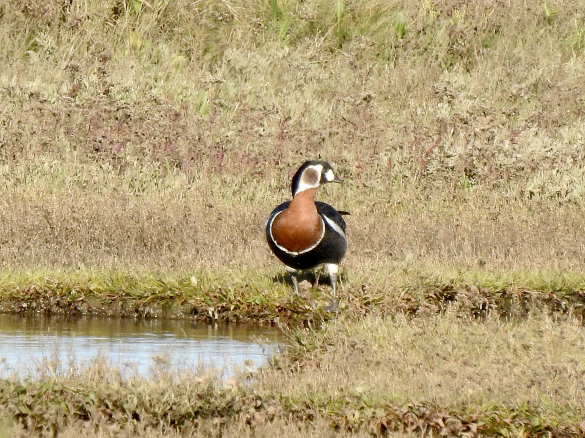 dratcliffe1956's tweet photo. Red-Breasted Goose at Stiffkey Marshes looking good in the sunshine. https://t.co/VhROY4pzq6