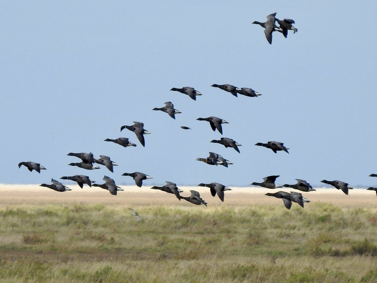 dratcliffe1956's tweet photo. Red-Breasted Goose at Stiffkey Marshes looking good in the sunshine. https://t.co/VhROY4pzq6