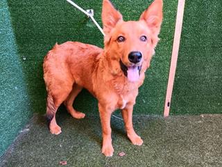 #petoftheday Molly is an 8-month old Finnish Spitz. She weighs about 40lbs. Molly is newer to the shelter, so they don't know much about her yet. 🐾 Contact: @LACoAnimalCare in Lancaster 🐾 Visit: animalcare.lacounty.gov/view-our-anima…