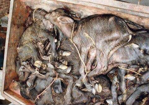 SerraoMarcus's tweet photo. Trash day looks a bit different on a buffalo mozzarella farm!

Ask me why so many babies are in the trash if you're not sure. Dairy is scary.

go vegan. help in my bio https://t.co/lb6HQFQPaF