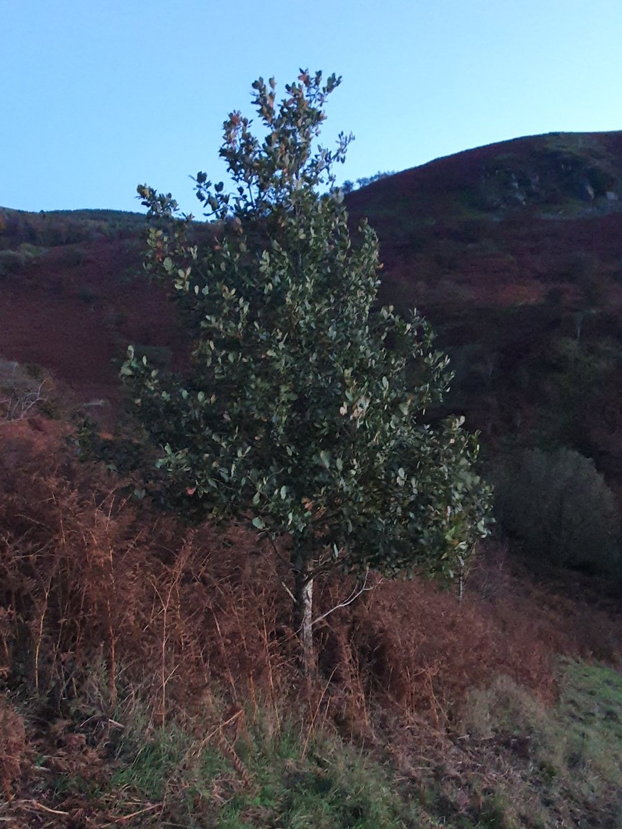 Chuffed to have discovered a second oak tree at our place. A squirell has planted it, the bracken has protected it all those years...