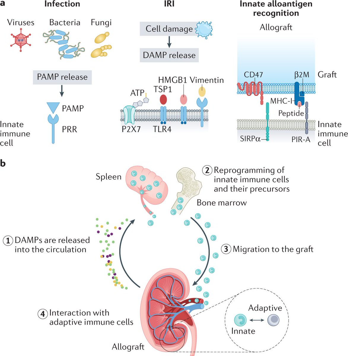 Trained immunity in kidney transplantation.

go.nature.com/3Dc7I3U