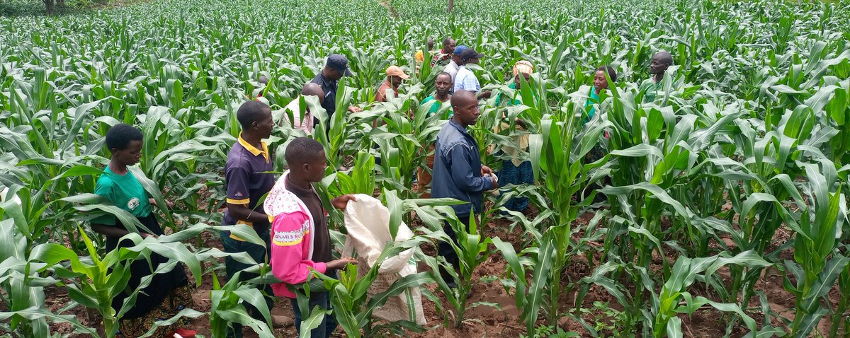 rudahaju's tweet photo. @RugeseCell murwego rwo gukomeza guharanira kongera umusaruro, mu kagari ka Rugese ubuyobozi bwifatanije n'abaturage gushyira ifumbire ya DAP ku bigori, kuri site ya Nyamigende  ifite ha 22 ahatewe ifumbire ibiro Toni 2,200kg .@NgomaDistrict @RwandaEast @RwandaAgri https://t.co/tdyCBYCAB2
