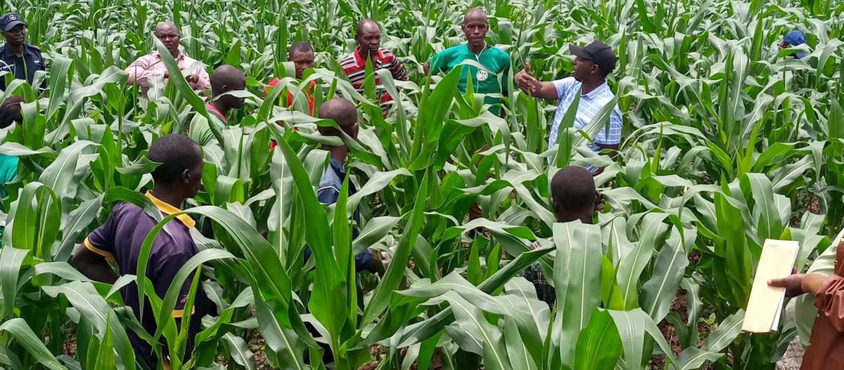 rudahaju's tweet photo. @RugeseCell murwego rwo gukomeza guharanira kongera umusaruro, mu kagari ka Rugese ubuyobozi bwifatanije n'abaturage gushyira ifumbire ya DAP ku bigori, kuri site ya Nyamigende  ifite ha 22 ahatewe ifumbire ibiro Toni 2,200kg .@NgomaDistrict @RwandaEast @RwandaAgri https://t.co/tdyCBYCAB2
