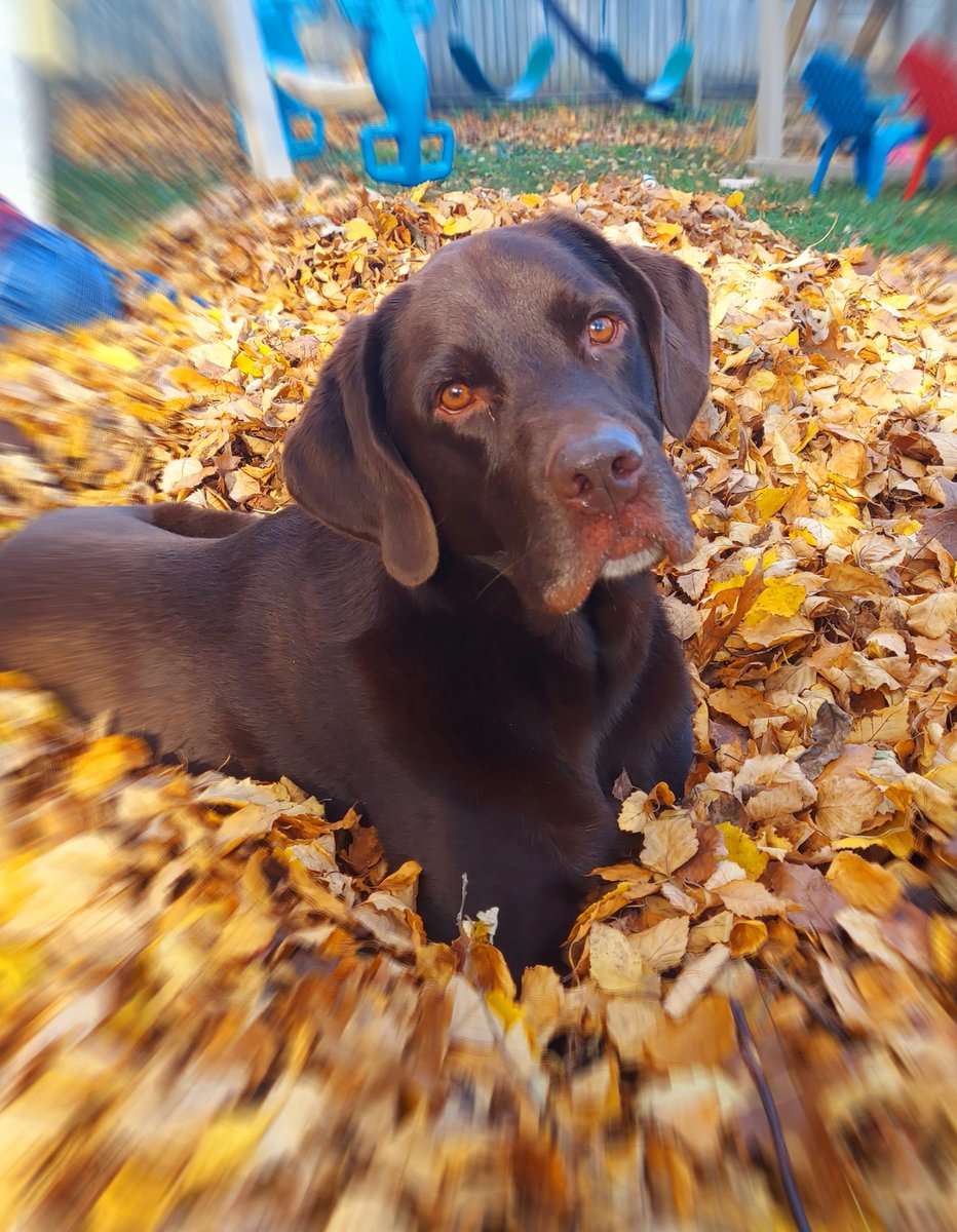 lindarutter's tweet image. Timeline cleanse. If you see this,  post dog.

Franklin D Rutter 
#fdr