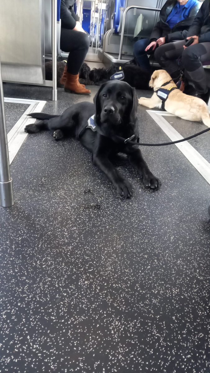 Vandaag tijdens de training met Dré,  onze hulphond i.o. voor het eerst in de trein geweest.  Hij was niet echt onder de indruk. Hij wil de volgende keer graag 1e klasse reizen i.p.v. op het balkon. #hulphond @HulphondNL <a href="/NS_online/">NS online</a>