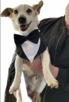 millypod1's tweet photo. 🆘6 NOV 2023 #Lost MONTY #ScanMe
ELDERLY White/Brown Jack Russell Terrier Male
Knowle Lane #Wookey #Wells #Somerset #BA5
https://t.co/KKo6nJX6yU https://t.co/aYFB5WPV8D