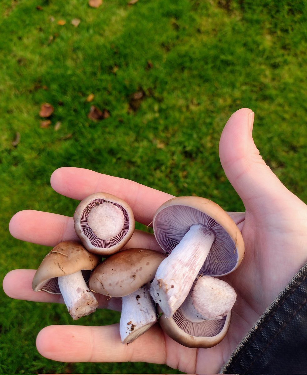 Lepista nuda - wood blewits Winter is coming 😬 #mushrooms #wild