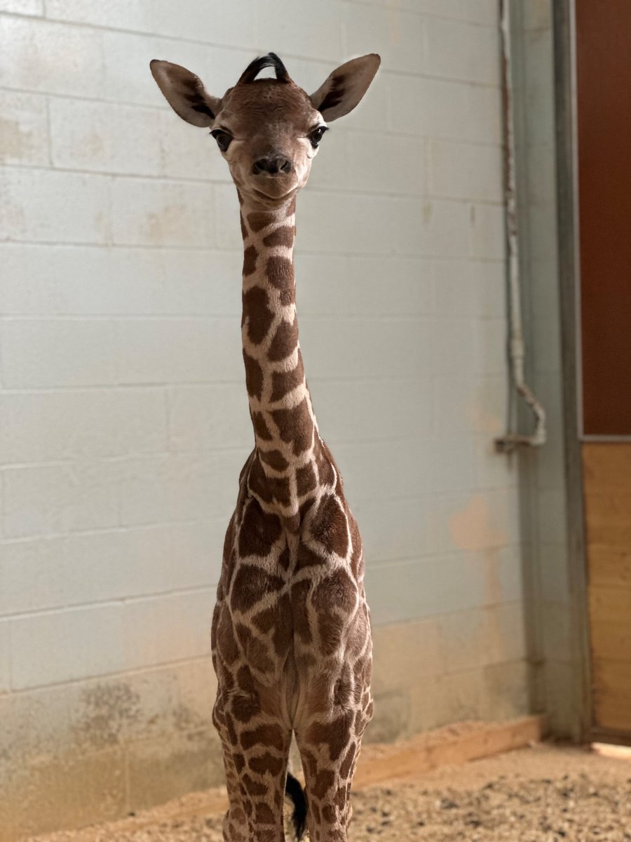 Como is thrilled to announce the birth of a baby giraffe!
The as-yet-unnamed baby was born on Monday, November 6. Como’s animal care team is allowing Zinnia and baby time to bond behind-the-scenes. The baby will likely make its public debut in the next few weeks.