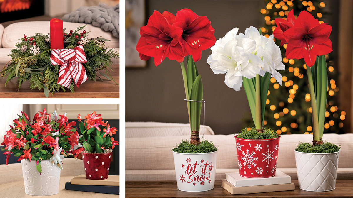 finegardening's tweet photo. This exclusive collection of thoughtfully curated living gifts and greenery will outlast the season and infuse your home with a celebratory feel. See more and purchase now!: https://t.co/boBXMda5V3 #fgholidaygiftguide #jacksonperkins #sponsored https://t.co/UObNrnGJeP