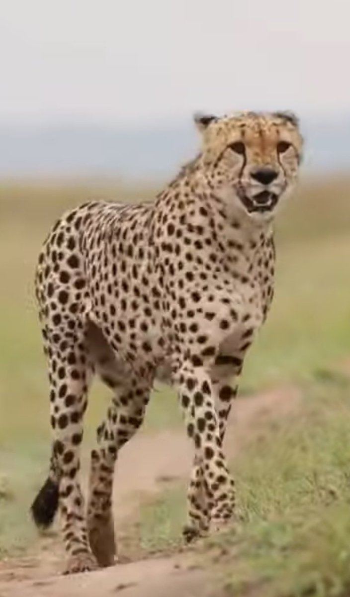 dralfa35's tweet image. Hayaller 1.90 
Hayatlar 0.90 

#boychallenge