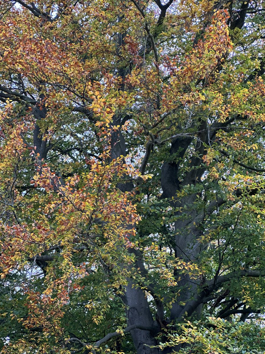 Louise_Venter's tweet photo. Colours of Autumn… #autumn #colours #Beech #Liquidamber #Maple #trees #foliage https://t.co/IGGe7TV0Uo